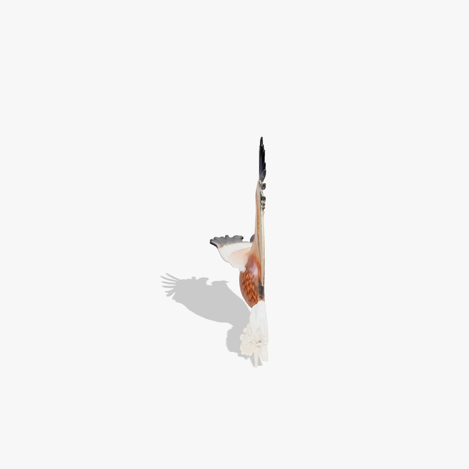 Majestic Eagle in Flight 3D Model